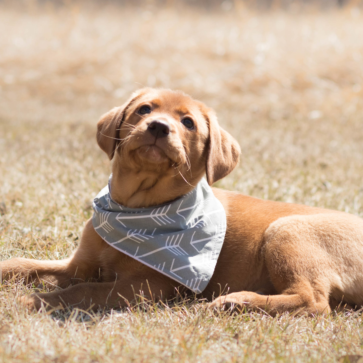 B&W Aztec Dog Bandana