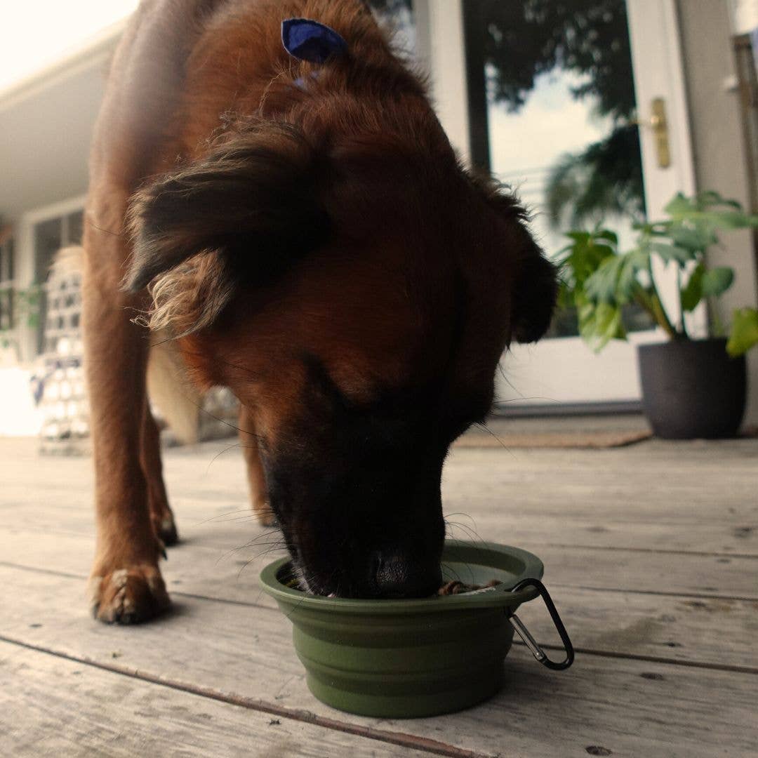 Desert Green Travel Collapsible Pet Bowl with Carabiner