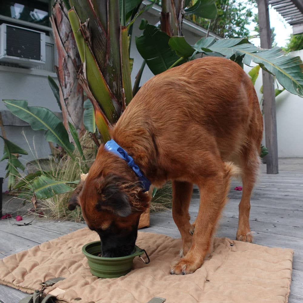 Desert Green Travel Collapsible Pet Bowl with Carabiner