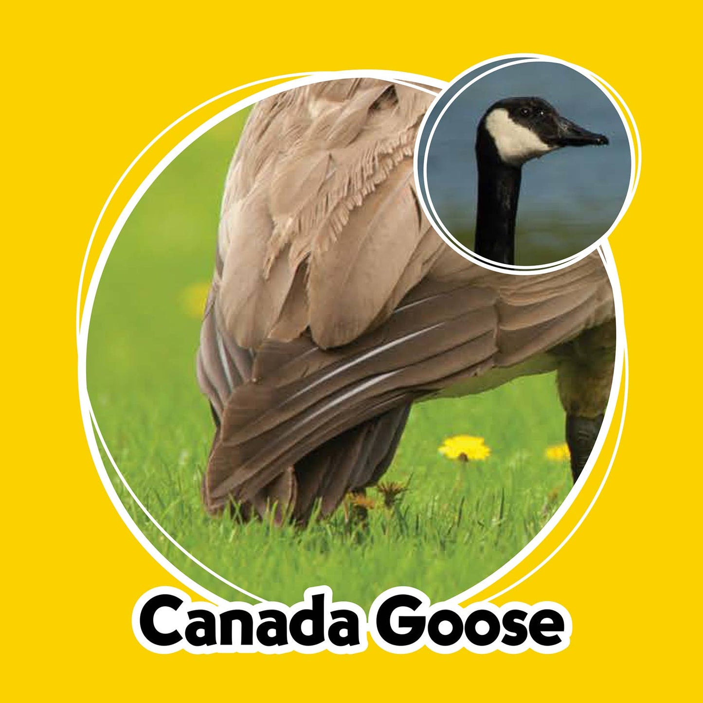 Whose Butt? Memory Game