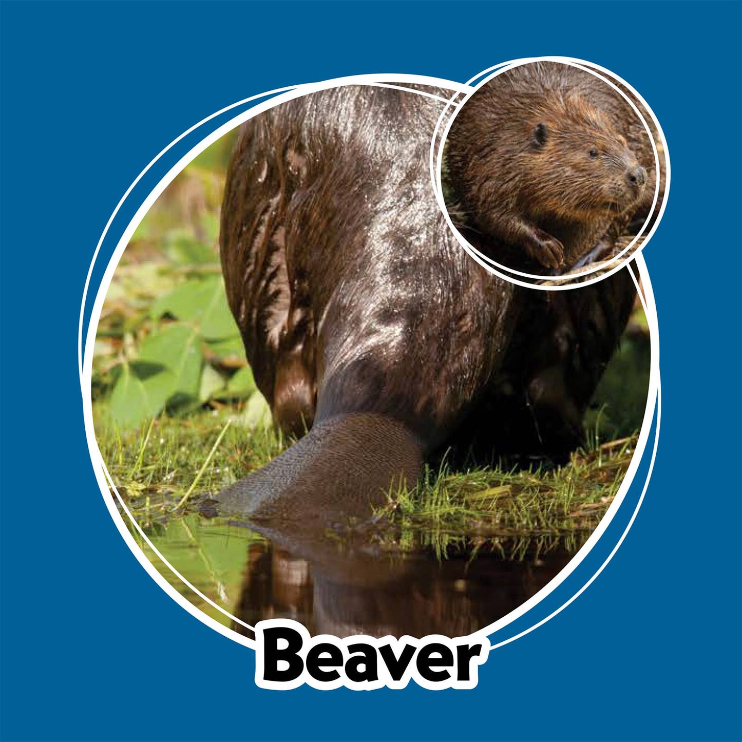 Whose Butt? Memory Game