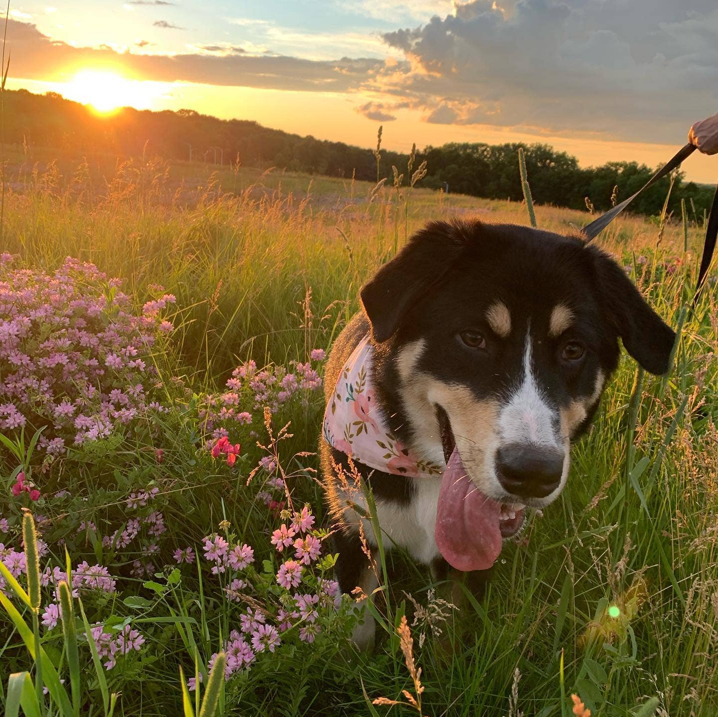 Blush Floral Dog Bandana