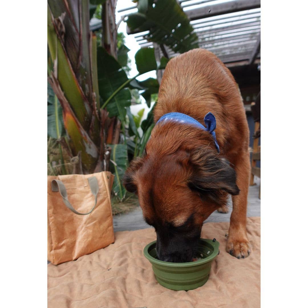 Desert Green Travel Collapsible Pet Bowl with Carabiner