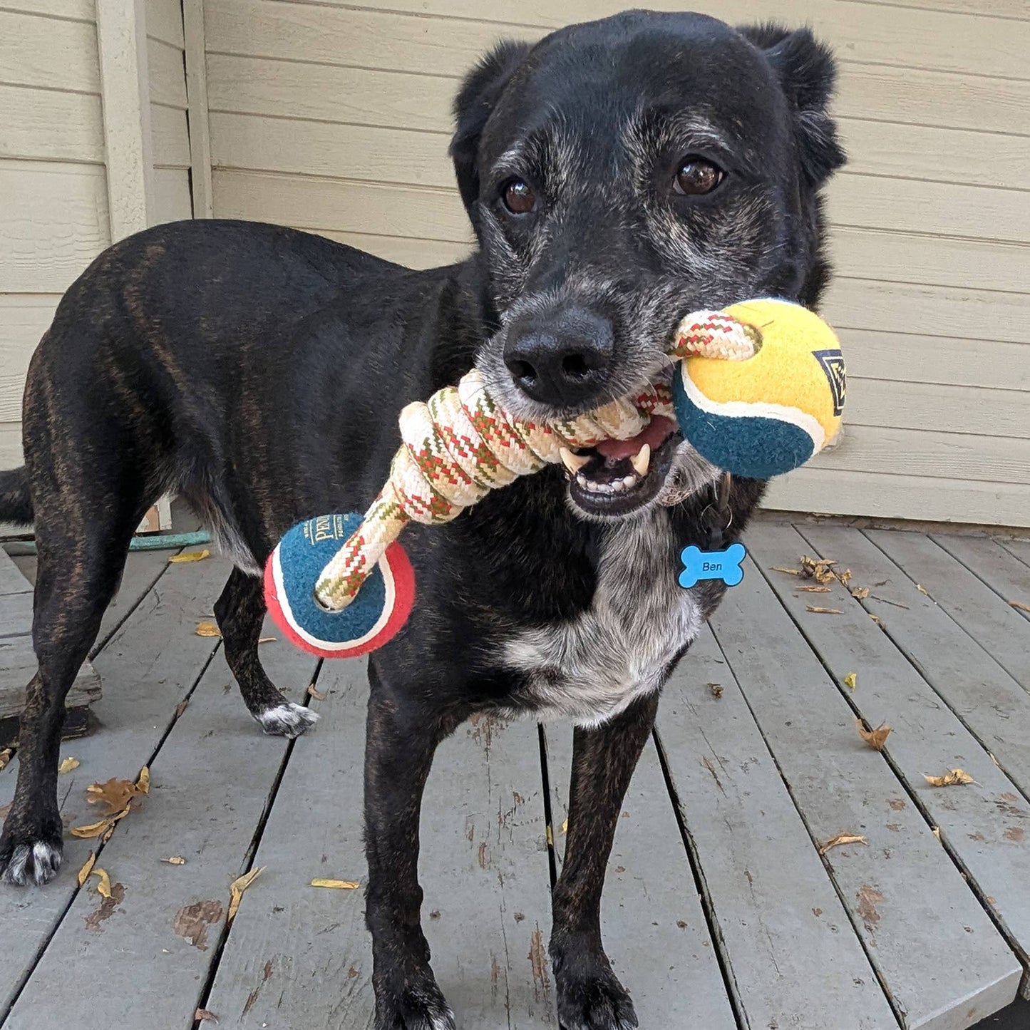 Pendleton Lasso Rope Dog Toy