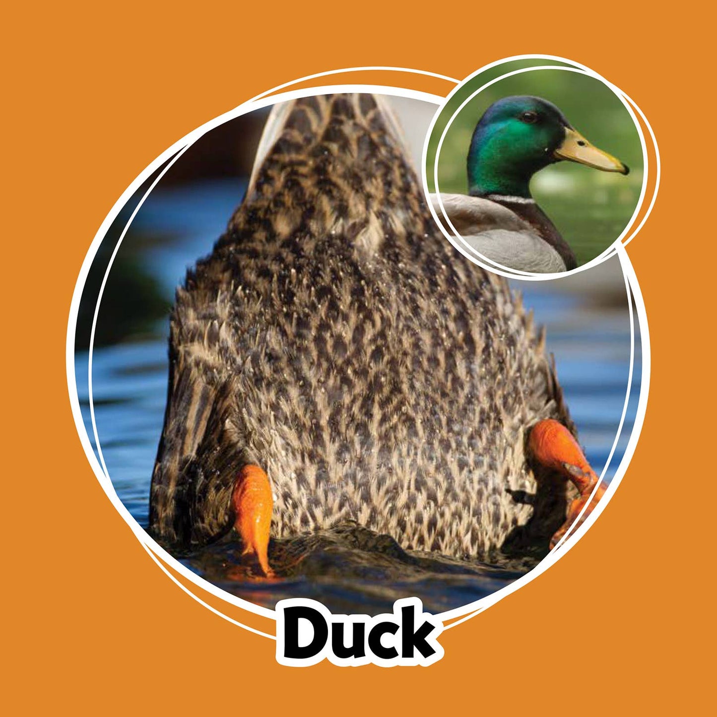 Whose Butt? Memory Game