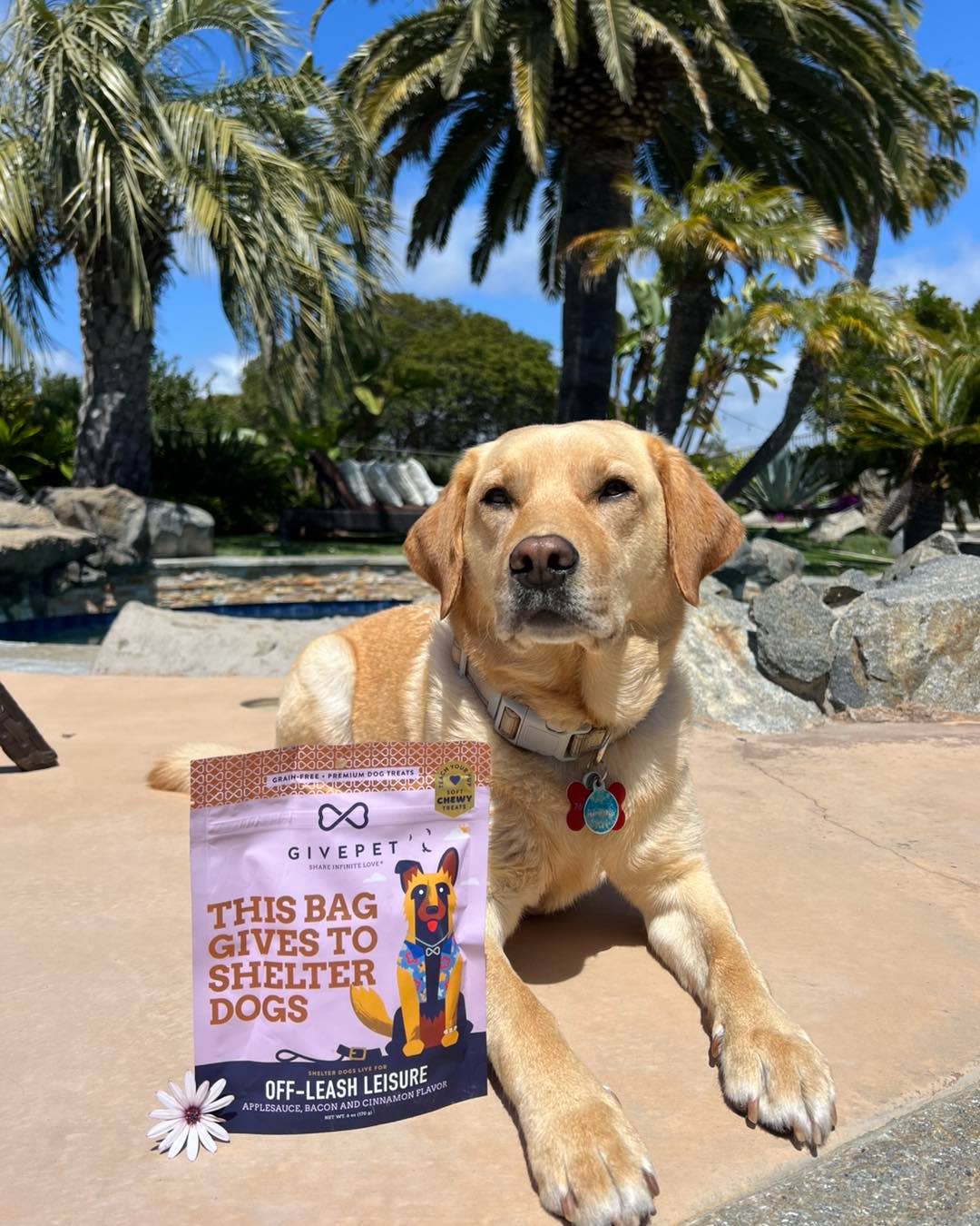Off-Leash Leisure Soft and Chewy Training Dog Treat