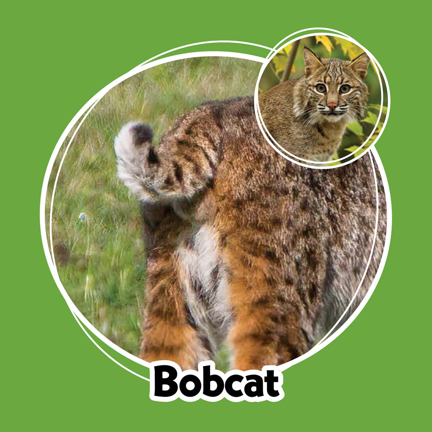 Whose Butt? Memory Game