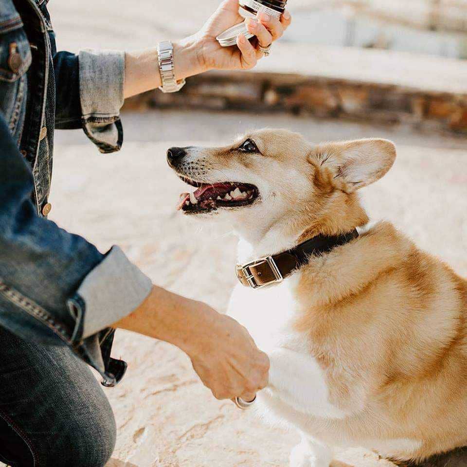 Paw Pad Salve- Fox + Hound Paw Pad Salve For Dogs- Butter, B